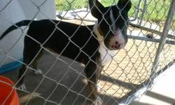Mickey is a 2-yr. old Male Bull Terrier. I am selling him for $600.00 without papers. MIckey is good around children and other dogs. He is house broken and crate trained. If interested, please call or text 561-996-6511.
