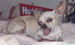lost male chihuahua, cream/whie color, if found please call 512-445-2911. he got lost at 35th ave and sweetwater ave (between cactus and sweetwater ave)
thank you