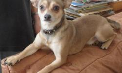 Akc- Regestered Male Chihuahua.
Slightly Large For His Breed.
Fawn Colored With Some Darker Markings.
Sweet & Loving Personality But Not Timid.
$200.00 Breeding Fee.
Number: 207-967-5717
Ask For Cindy.