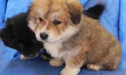 -Baby Chow Chows for sale
-Males
-Born December 6th
-Dewormed
-Cute fluffy coats
-One black and one brown
-Father AKC Chow Chow
-Very playful and sweet!
CALL: 432-563-1880
$250