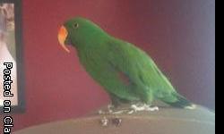 Beautiful Male Eclectus Parrot. 9 Years old. Clean vocabulary. Comes with big beautiful cage, all toys and a months supply of food. Very friendly and loving. Job change and now do not have the time for him the he deserves. Please call Kim at 502-432-7360