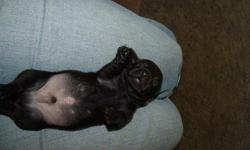 I have one all black Male chiweenie, and a brown and black female chiweenie for rehoming. They are 6 weeks old and have had thier first set of shots.
Their mother is a mini dachshund with a great temperment that is golden brown with some black, and the