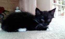 Black and white male long-hair kitten. White paws.