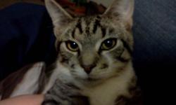 Cupcake is a 6 month old male tabby cat who needs a loving new home! He is litter trained and makes a good house cat! He's really friendly he just needs more attention then what we can give. Please call or text anytime
