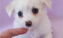 I have a little male longhaired chihuahua puppy that is charting between 5 and 6 pounds when grown. He has a slight overbite so should not be used for breeding but will make the perfect lap dog. It doesn't effect his ability to eat and is not noticeable