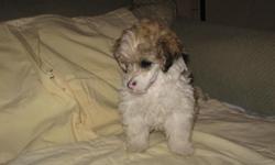 He is a very pretty and sweet Parti Poodle puppy. He was born 10-30-10 and is up to date on shots and wormed. He is ready for his new home and will make a great addition! $400 If interested call (252)336-4550