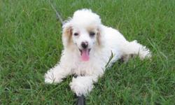 Cute male Parti Poodle puppy: White/Tan
Born 5-18-11 and up to date on shots and wormed.
Very cute and sweet, will make a great adddition!
$400, Call (252)336-4390