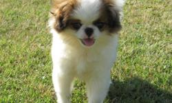 He is a very cute and cuddly Pekingese/Japanese Chin mix Puppy. He was born 3-3-11 and is up to date on shots and wormed. He is very friendly and sweet and will make a great addition! $350 If interested call (252)336-4550