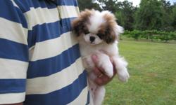 He is a very cute and sweet Pekingese/Japanese Chin mix puppy. He was born 3-3-10 ad is up to date on shots and wormed. He is very friendly and sweet. He loves everyone. He will make a great addition! Must see! $350 Cal (252)336-4550