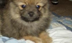 Male pure bred Pomeranian, very cute and cuddly. He just turn 8 weeks old Friday, 22 Oct 2010. Mother is a Sable miniature and Father is an exotic, they have papers but we did not register them cause we are not breeders, just loving pet owners.