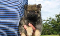 He is a sweet and cuddly Pomeranian puppy. He has first shot and wormings. He is adorable and will make a great addition! $350 Call (252)336-4550