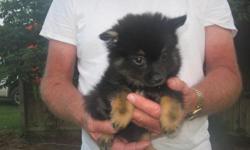 I am a very cute and sweet Pomeranian Puppy. I am Black and Tan and very pretty. I was born May 9, 2011 and am up to date on shots and wormed. I will make a great pet! $350 Call (252)336-4390