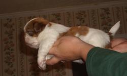 I have a male Shih-tzu puppy.. UTD on shots and worming, ready for his new home. Colors are WHITE & BROWN with Blue Eyes and not so hard nose . Call for more information or e-mail me @ 931-853-4102 or btbdavis@aol .... Make a great gift !!!! He does use