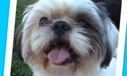 I am studding out my male shih tzu he is 2 years old he is one of my good Studs. He is full AKC registered and he produces beautiful litters. He weighs about 6 1/2 lbs he has very short legs and his color's are white with blue. I have attached his