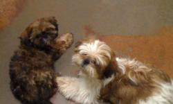 Two male shihtzu puppies available for adoption--rehoming and adoption fee of $250 for each. I'd really like them to stay together if possible, but if not that's ok too.
Both have the same dad and are very friendly and loving. They are kennel trained and