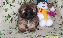 The Shih tzu is a great family companion. Originating in China they are very friendly, playful and adore attention. Non-shedding, they are excellent for those that have respiratory conditions. Shots are always current and each puppy comes with a one year