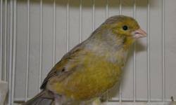 Beautiful Male singing canary.
Has very good and loud song.
Loves to sing.
Very healthy and happy.
Born in 2009.
Was used in breeding, and very good daddy.
Reducing number of birds is the only reason he is being offered for sale.