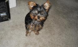 Male teacup yorkie named Maxx for sale. He is 5 months and 2.5 lbs. Loves to cuddle and play.