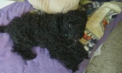 I have an adorable and wonderful and smart, male , Full Toy Poodle and he wants to be a daddy, I'd also like to have a poodle too at a discount or will be open for negotiation.
* If you have a female and would love to have her offspring as I do my little