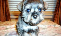 He is an adorable Toy Schnauzer puppy! He was born 10-12-12 and is current on shots and dewormings. He is very sweet and playful! Schnauzers are known to be very smart dogs, great with kids, and hypo-allergenic. He weighs 2 pounds. $450, cash. Pet only.