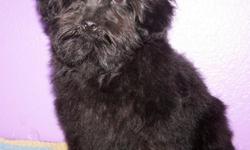 Male Yorki-Poo (Yorkshire Terrire/Poodle) Dob 9/9/10. Located in Grannis, AR. 561-688-3521