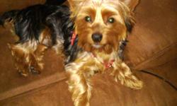 18 month old AKC Male Yorkie weighs 7lbs. He is house trained very lovable. He has a Champion blood line.