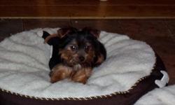 Male yorkshire terrier puppy for sale,&nbsp; born 8-19-2012,&nbsp; black and tan, has had second puppy shot, wormed,&nbsp; microchipped, tail docked, should be around 5 lbs. ( Picture of the mom (not for sale) is the fourth pic)