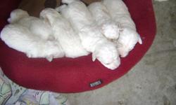 VERY CUTE MALTESE-POODLE MIX PUPS TWO FEMALES AND FOR MALES TO CHOOSE FROM READY MAY 19TH FIRST SHOT AND DEWORM BE FIRST TO CHOOSE FROM THIS LITTER CALL 909-714-1997-909-429-9891