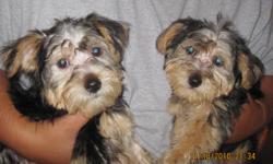 Looking for loving home for 2 female Silky/Maltese. D.O.B. 9/2/10. Vet checked with first shots. Hypo-allergenic and non-shedding. They are very smart and a bundle of joy. Will be approximately 8 lbs or less. Excellent with kids. Current pics @ 12 weeks