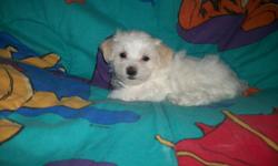 Beautiful CKC Maltese 1 boy . He'll be around 5 pounds. The mom is 5 pounds and the dad is 6 pound on site to see. They will be utd on shots and worming. They'll be semi puppy pad trained. He is ready for his new home. cash at pick up. cell # 404/542/3578