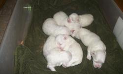 Beautiful CKC Maltese 2 boys ($325). The mom is 8 pounds and the dad is Maltese, he's 6 pound. They are on site to see. They will be utd on shots and worming. They'll be semi puppy pad trained. they'll be ready for their new home around July 5, depending