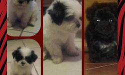 I have four beautiful puppies,mix maltese/shih tzu.they are six weeks old whith theur first shot and are dewormed too.the black is the only female.they are ready for their new home.Day.O.B is 6/28/12 im asking $400 if interestd tex or call ()
