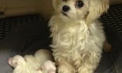 I HAVE 2 MALTESE PUUPPIES 3 WKS OLD CKC REG. THEY WILL BE READY THE FIRST WEEK IN JAN, 2013 1 GIRL WILL BE VERY SMALL $800.00 1 GIRL SMALL $700.00 CALL TODAY THEY WANT LAST LONG &nbsp;CASH OR PAYPAL. &nbsp;--
