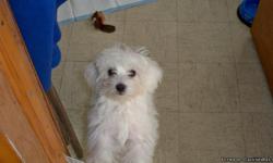 A very cute Maltese has all her shots first 600 takes her, she is only 9 months old, location is in East Boston, 617-697-4960.