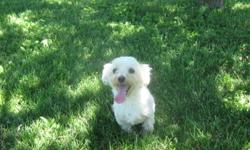 Three sweet Maltese adults for Sale:
**Male, 3 1/2 years old, weighs about 8 pounds. Very loving personality. Gentle and playful. Great in the house, but will need a male wrap as he is not neutered.
**One female, 5 years old, weighs 8 pounds. Very sweet,
