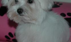 MALTESE, AKC, FEMALE, $650, BORN AUGUST 28TH, 2012. &nbsp;CURRENT WITH PUPPY SHOTS AND WORMING. &nbsp;PLEASE FEEL FREE TO CONTACT MY CELL WITH QUESTIONS OR TO VISIT THIS LITTLE SWEETHEART. &nbsp;--.
&nbsp;
COB &nbsp;--.