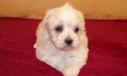 Small non-shed lap puppies. Will weigh about 7 pounds when grown. males- $275 female $375.