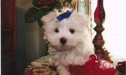 www.preciuosplaypuppies.com
Absolutely Adorable maltese babies. Vet. checked prior to leaving including shots and deworming.
Puppies come with 1 year health guarantee.
Baby-doll faces, small pocket-book size.
Potty pad trained, easy to train and adjust.