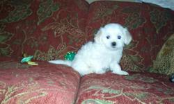 This is Benjamin and Lacy Maltese
DOB 1-3-2011 Benjamin DOB 1-13-11 Lacy
CKC registered
All Puppy shots, worming
Should be around 6 to 7 Lbs grown.
warranty and FREE PUPPY KIT
$400. 00 for boy and $500. for Girl
email me, thanks