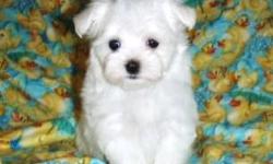 Male and Female purebred Maltese puppies, very playful and bouncy personality! These puppy are registered full breed, vet checked, vaccinations current and health guaranteed. They are snow white with thick coat. He is $650 and she is $750. Call