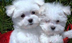 Male and Female purebred Maltese puppies, very playful and bouncy personality! These puppy are registered full breed, vet checked, vaccinations current and health guaranteed. They are snow white with thick coat. They will be full grown about 4-6 lbs. He
