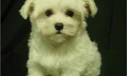 Sweet Maltese Ready for a new home, has all shots up-to-date, has papers, and Also you recieve a free vet visit! You can also visit our website at yourpetcity.com.