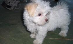 Maltese Male.. 10 Weeks old ..UTD on all shots and Wormings.. CPR registered.. Potty trained.. Call 919-277-4222