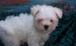 I have 1 male Maltese he is CKC Reg. shots and worming will be current.He is beautiful he is ready for a new home.Call 270-622-1690 for more information.
