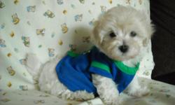 ADORABLE NONSHED MALTESE, PUREBRED,SHOTS, WORMINGS, HYPO ALLEGENIC, SLEEPS THRU NITE IN KENNEL, HE IS PEE PAD TRAINED, VERY SWEET LAP BABY, READY TO GO TO HIS FOREVER HOME, HE IS WELL SOCIALIZED DAILY AND GREAT WITH CHILDREN AND OTHER DOGS, HE WILL GO