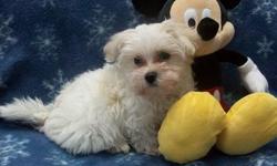 Hello I have a healthy male Maltese Puppy for sale.He was born on December 14,2010 he is going to be around 3.5 - 4.5 pounds when full grown .This puppy in particular has a black spot of hair in his tail that makes him very cute and unique.I'm asking $600