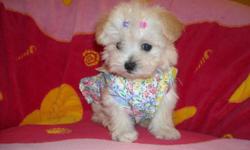 WE HAVE ADORABLE PUPS THEY ARE MALTESE WITH SHIHTZU MIX, 8 WKS OLD, SHOTS, WORMED, PEE PAD TRAINED, READY TO GO NOW TO THEIR NEW HOMES, THEY LEAVE WITH A PURSE, BLANKEY, TOY, T SHIRT OR COAT, SNACKS, PADS AND HEALTH RECORDS, LOOK LIKE MALTESES; BLACK