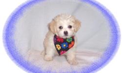 This baby girl is a sweet one! She has been raised with children and loves to play. She is a Maltese and Chihuahua mix. She is ready to a new family to call her own.She is micro chipped. She comes with her first series of shots, wormings and a Vet Health