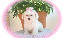 This baby girl is darling. She loves to play and has a lot of fun. She would make a great family pet. She is a Maltese and a Poodle mix. She is hypo allergenic and has a nice non shedding hair coat.She is micro chipped. She comes with her first series of