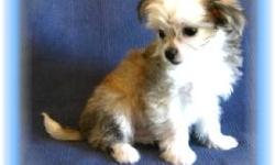 This baby boy is this sweetiest puppy ever. He is a Maltese and a Chihuahua mix-"Malchi". He is tiny but full of fun. He would love to be your new lap baby.He is micro chipped. He comes with his first series of shots, wormings and a Vet Health